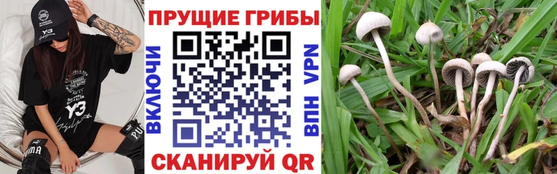 кракен ССЫЛКА  купить   Скопин  Псилоцибиновые грибы MAGIC MUSHROOMS 